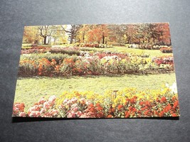 Kingwood Center, Mansfield, Ohio - Chrysanthemums-1960s Unposted Postcard. - $7.92