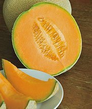 Cantaloupe Seed, Hales Best Jumbo, Heirloom, Non GMO, 200 Seeds, Melon - £7.18 GBP