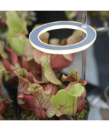 Grow Lights For Indoor Plants - $14.39