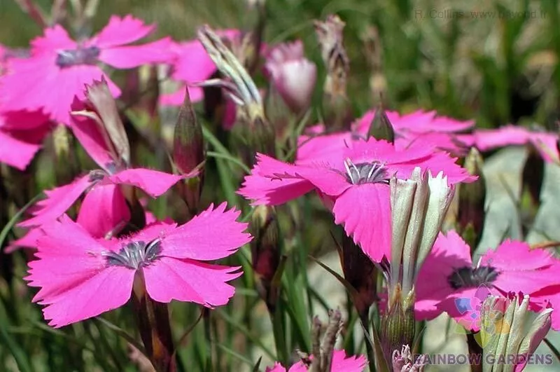 200 Peacock Pink Carnation Seeds Planting Fresh Seeds - $12.48