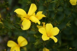 500 Pcs Golden Flax Yellow Lin Seeds #MNSB - £11.98 GBP