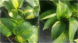 Houseplant Indoors/Outdoors~Golden Pothos Devil&#39;s Ivy 6 Leaves per 4&quot; Pot - £27.16 GBP