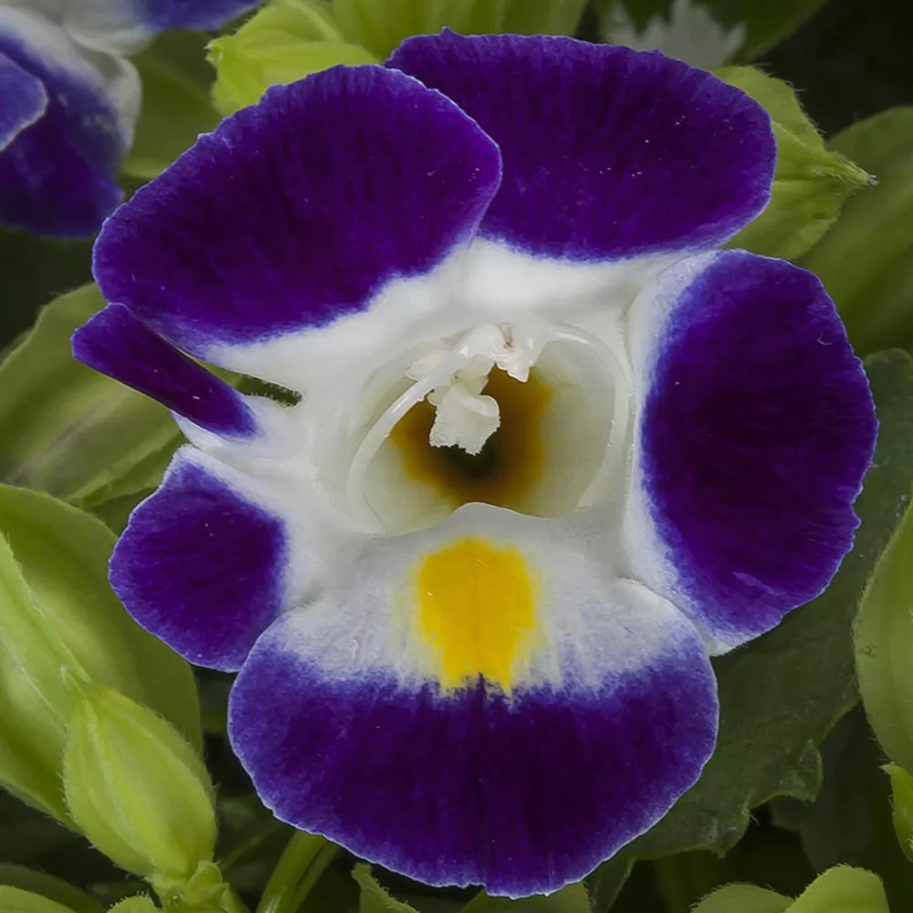 Torenia Seeds Hi Lite Blue White 50 Pelleted Seeds Bright Torenia - $17.34