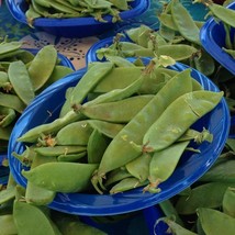 Vegetable Seeds Oregon Giant Snow Pea 150 Seeds Vegetable Seeds Snow Pea... - $15.27