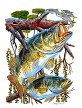Framed Canvas Art Print Painting Lurking Bass Carey Chen Fish Fishing Ocean Sea - £31.84 GBP+