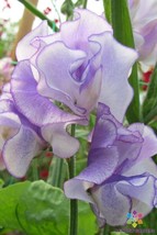 50 Minuet Blue Semi Dwarf Sweet Pea Seeds Garden Free Ship - $13.48