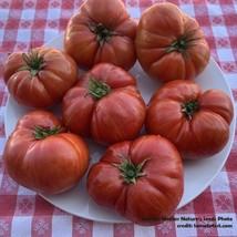 20 Seeds Tomato Hannah’s Prize Dwarf Organic Indeterminate Striped Usa Non Gmo - £10.60 GBP