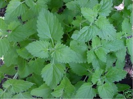 Catnip- 250 Seeds Fresh Garden Usa Seller - $6.80