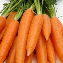 Red Core Carrot Seeds - Non Gmo - Organic Seeds - Heirloom Seeds, Vegetable Seed - $5.99