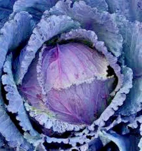 Semilir 401 Red Acre Cabbage Seeds Heirloom Spring Vegetable Vegetable S... - £7.32 GBP