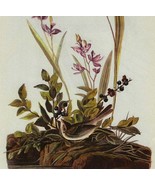 Field Sparrow Bird 1946 Color Art Print John James Audubon Nature DWV2D - $29.99
