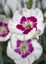 1 Pc Quart Pot Berry à la Mode Dianthus Flowers, Pinks Dianthus Live Plant | RK - £55.39 GBP