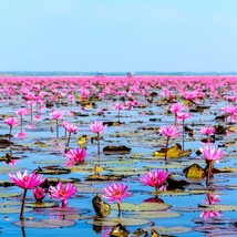 Lotus Seeds 5/15/55 Pack - Sacred Water Plant, Grow Your Own Serene Lotus Pond,  - £4.00 GBP