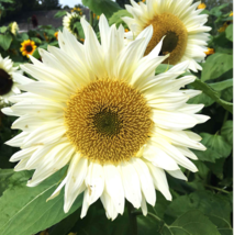 Sunflower - ProCut White Lite Golden Flower of Peru BIG SHOWY Petals ts 40 Seeds - £6.24 GBP