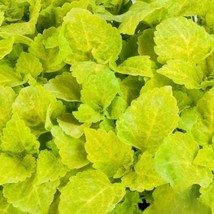 25+ Fairway Yellow Coleus Seeds – Bright Foliage Shade Garden Plant - $16.50