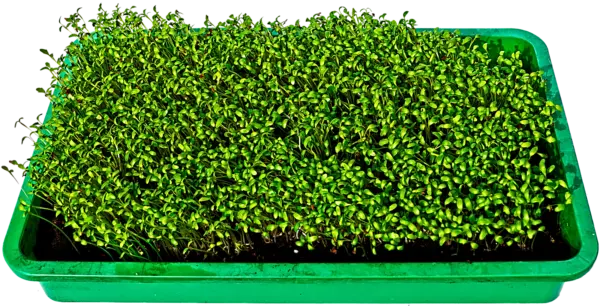 1250+ Bloomsdale Spinach Seeds 1 2 Oz Bulk Microgreen Sprouting Or Fresh Garden - £10.27 GBP