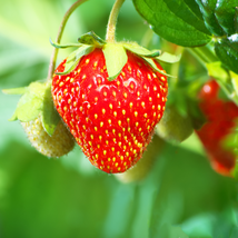 Pikan Strawberry 100 PCS Seeds - $9.53