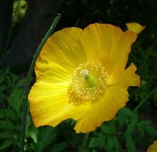 30 BRIGHT YELLOW POPPY MECONOPSIS FLOWER SEEDS PERENNIAL - $16.88