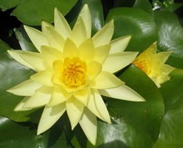 Live Pond Aquatic Plant Leaf Nymphaea Joey Tomocik Yellow Hardy Water Li... - £22.84 GBP