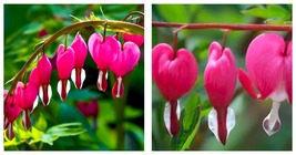Dicentra Spectabilis Seeds Orchid Bleeding Heart 100Pcs/Pack Seeds (Color: Red) - £25.13 GBP