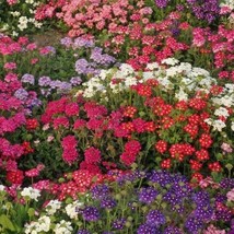 USA Seller Verbena Ideal Florist Mix Seeds Verbena Hybrida B214 - £6.49 GBP