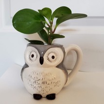 Gray Owl Mug & House Plant, Green Peperomia, Peperomia Obtusifolia, Mug Planter image 2