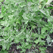 SALE  Wrinkled Crinkled Cress Seeds 500 Seeds Heirloom - Non-Gmo Herb Seeds - $5.49