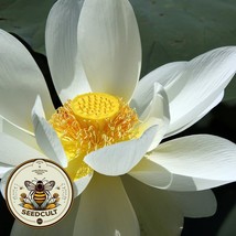 New White Sacred Lotus Bonsai Seeds Nelumbo Nucifera For Growing In Pond Or Wate - £11.81 GBP