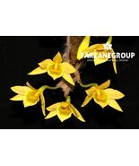 DENDROBIUM SENILE SMALL ORCHID MOUNTED - $37.00