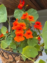 Empress of India Nasturtium Seeds | Edible Flower | Wholesale | Bulk FRESH - £7.36 GBP