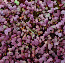 SKM Red Garnet Mtard Microgreen Seeds Heirloom Non Gmo Seeds Easy to Grow - $250.81 MXN