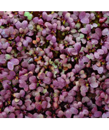 SKM Red Garnet Mtard Microgreen Seeds Heirloom Non Gmo Seeds Easy to Grow - $17.79 CAD