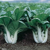 Fast Ship USA Seller 500 Pak Choi White Stem Cabbage Seeds - $18.00