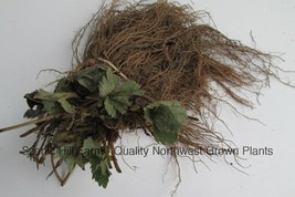 10 - 500 Chandler Strawberries- Certified Bare Root Plants - Great for South - £13.98 GBP+