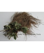 10 - 500 Chandler Strawberries- Certified Bare Root Plants - Great for South - $17.77 - $255.01
