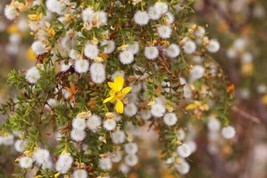 Creosote Bush (Larrea Tridentata) Fresh Leaves And Twigs 3 Oz Chaparral ... - $14.99