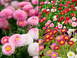 401+ENGLISH DAISY MIX Flower European Wildflower Seeds Early Blooms Groundcover - £10.39 GBP