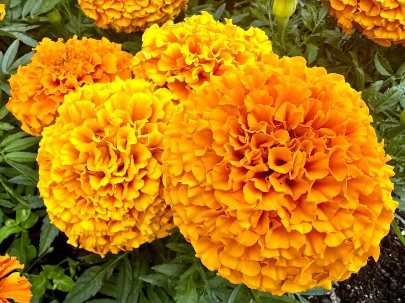 Bulk African Marigold Seeds - Tagetes Erecta - Edible 500 seeds - $5.52