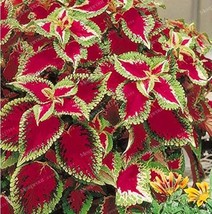 50 pcs Janpanese Coleus Blumei Seeds Fire Red Herb Leaves with Light Green - Whi - £9.56 GBP