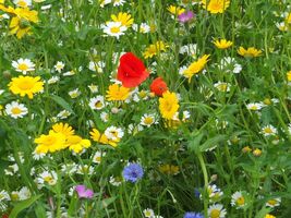 Dry Land Wildflower Seed Mix, Arid or Drought Landscape, Dry Area, 20 Sp... - €1,35 EUR+