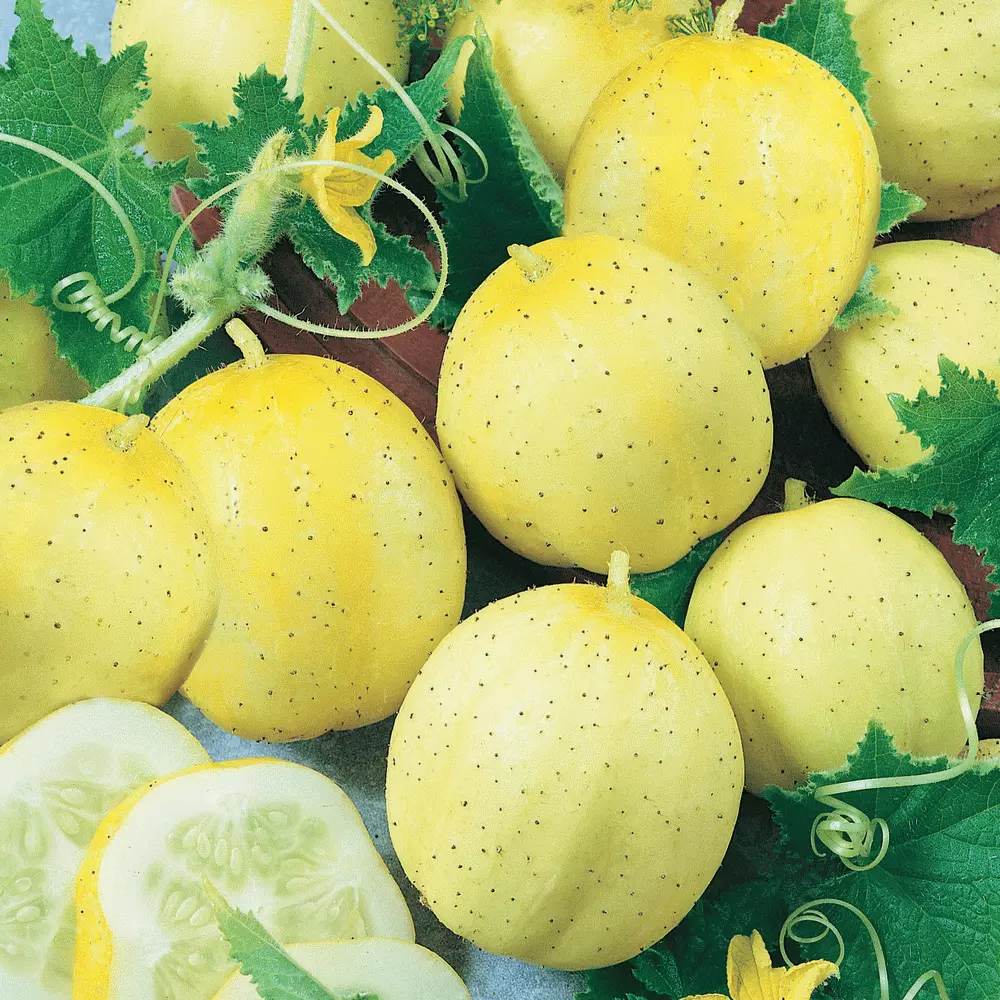 Lemon Cucumber Vegetable Garden NON GMO 50 Seeds - $9.60