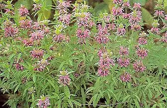 Mint Lemon Monarda citriodora 2,000 seeds - £22.46 GBP