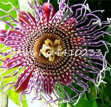 20 Pcs Seed Passion Flower,Passiflora Incarnata Certified Pure Live - £7.86 GBP