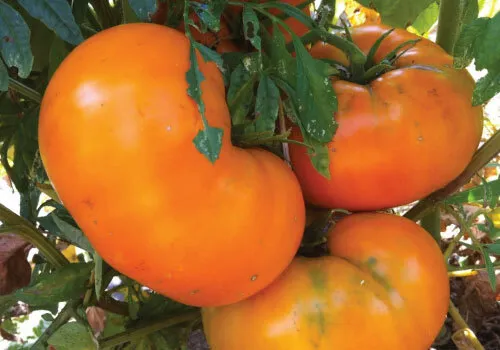 20 Orange Brandywine Tomato Beefsteak Juicy Fresh Seeds - £10.81 GBP