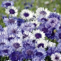 Cornflower Bachelor Button Mix Sun Partial Shade 100 Seeds Fresh Seeds - £6.72 GBP