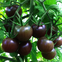 Black Pearl Tomato Seeds Black Tomato Cherry Seeds 800 Seeds  - £25.47 GBP