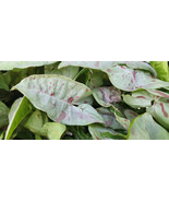 Confetti  - Pink Speckled Syngonium - Arrowhead Vine Philodendron Plant - $9.90