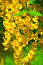 5 Pc Seeds Golden Chinese Wisteria Flower, Wisteria Seeds for Planting | RK - £14.86 GBP