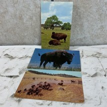 Collectible Postcard Lot Of 3 Buffalo Bison Range Moiese Montana - $9.89