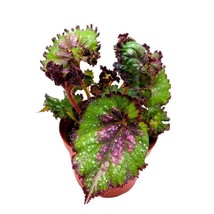Harmony&#39;s Magic Dragon Begonia Rex 6 inch Purple Splash - $32.51